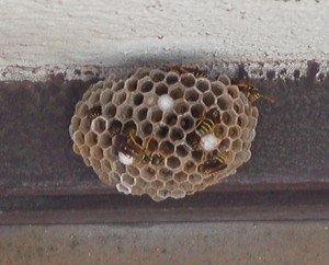 ハチの巣